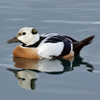 Steller's Eider